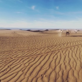 Bivouac Joudour Sahara