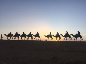 Desert Queen Camp