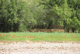 Kasbah Flilou