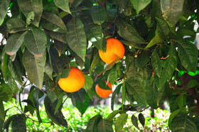 Apartments Orange