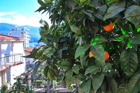 Apartments Orange