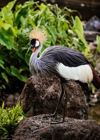 One&Only Le Saint Géran