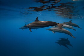 Nest by Hawks Hotels Kamadhoo Baa Atoll