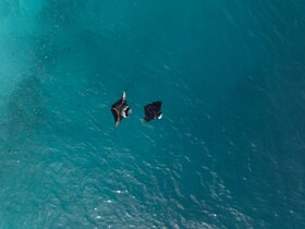 Nest by Hawks Hotels Kamadhoo Baa Atoll