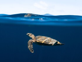 The Nautilus Maldives