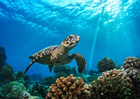 Baglioni Maldives Luxury All-inclusive