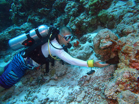 Plumeria Maldives