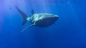 Tiger Shark Residence & Dive
