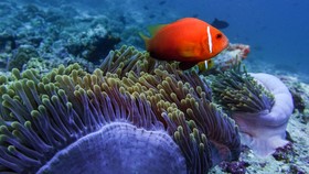 Kuredhivaru Resort and Spa Maldives