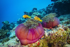 Kuredhivaru Resort and Spa Maldives