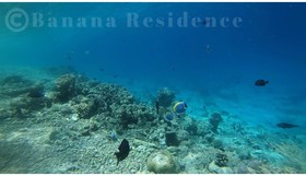 Banana Residence