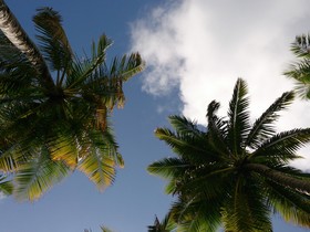 Banana Residence
