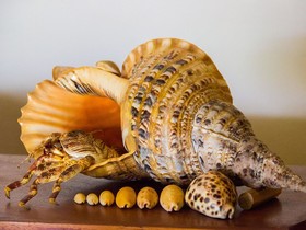 Banana Residence