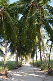 Dive Villa Thoddoo