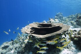 Coco Bodu Hithi