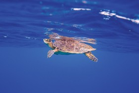 Sentido OBLU Helengeli