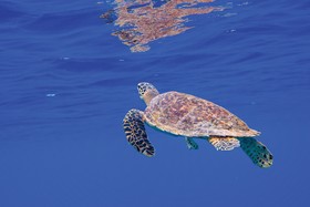 Sentido OBLU Helengeli