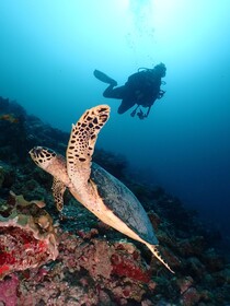 Kagi Maldives Resort & Spa