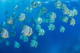 Kagi Maldives Resort & Spa