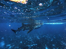 Barceló Whale Lagoon Maldives