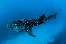 Barceló Whale Lagoon Maldives