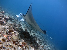 Boutique Beach All Inclusive Diving Hotel
