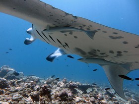 Boutique Beach All Inclusive Diving Hotel