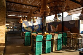 Mayan Monkey Los Cabos