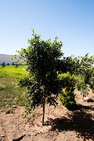 Hotel & Rv Park Rosa Evelyn