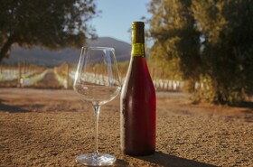 Alma Liebre Vinedos Del Valle