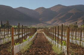 Alma Liebre Vinedos Del Valle