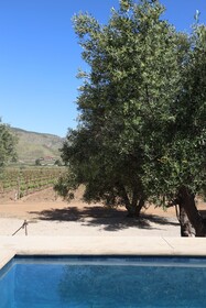 Alma Liebre Vinedos Del Valle