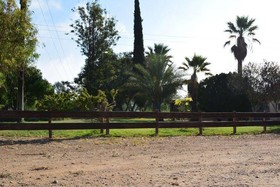 Toros Pintos