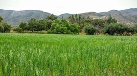 Toros Pintos