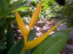 La Ceiba Chiapa de Corzo