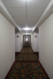 Sicomoro