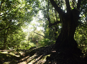 Villas Cuetzalan