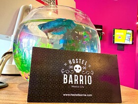 Barrio Downtown Mexico City Hostel