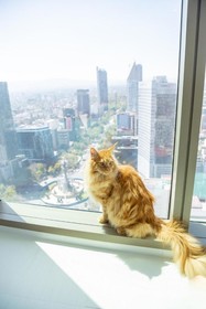 Sofitel Mexico City Reforma