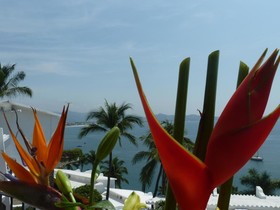 Dolphin Cove Inn