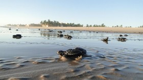 Las Villas Hotel & Golf by Estrella del Mar