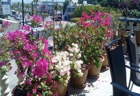 Mazatlan