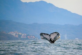 Raintrees Villa Vera Puerto Vallarta