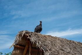 Tokipa at Punta Sayulita