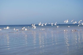 Golden Paradise Beach