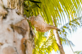 Hotel Zomay Holbox