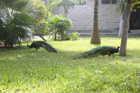 Hotel Plaza Caribe