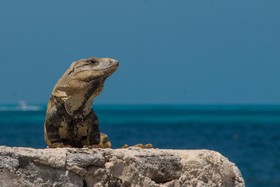 Hotel Faranda Maya Caribe Cancún