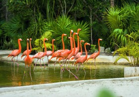 Jungala Park Hotel - VidantaWorld Riviera Maya