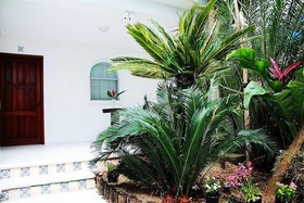 Tropical Casablanca